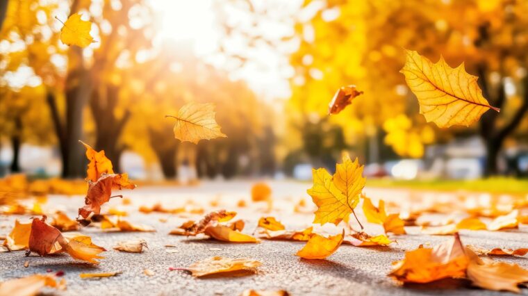 Fall photos leafs on sidewalk